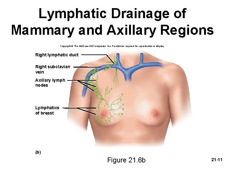 Lymphatic Drainage of Mammary and Axillary Regions Copyright © The Mc. Graw-Hill Companies, Inc.