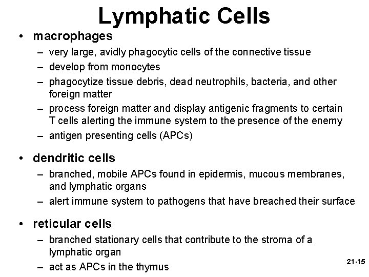 Lymphatic Cells • macrophages – very large, avidly phagocytic cells of the connective tissue