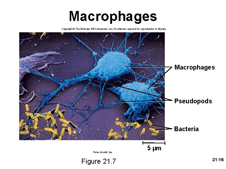 Macrophages Copyright © The Mc. Graw-Hill Companies, Inc. Permission required for reproduction or display.