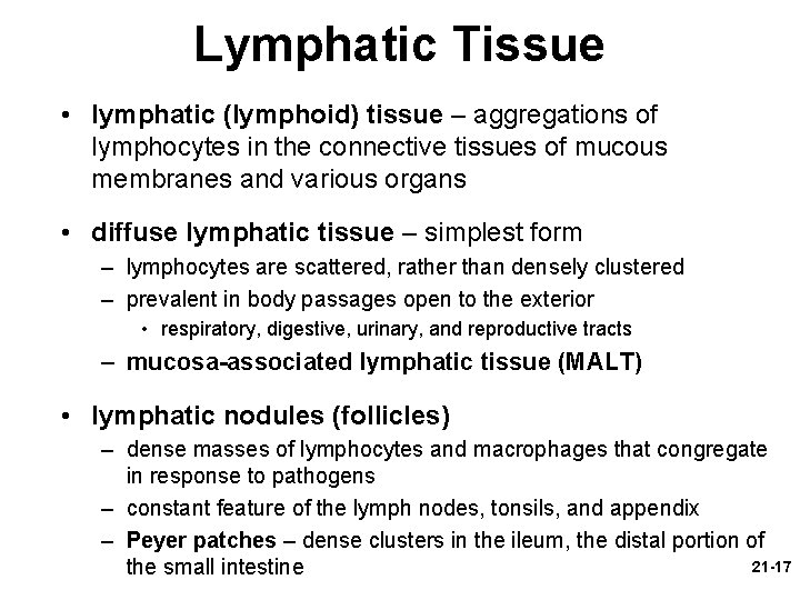 Lymphatic Tissue • lymphatic (lymphoid) tissue – aggregations of lymphocytes in the connective tissues