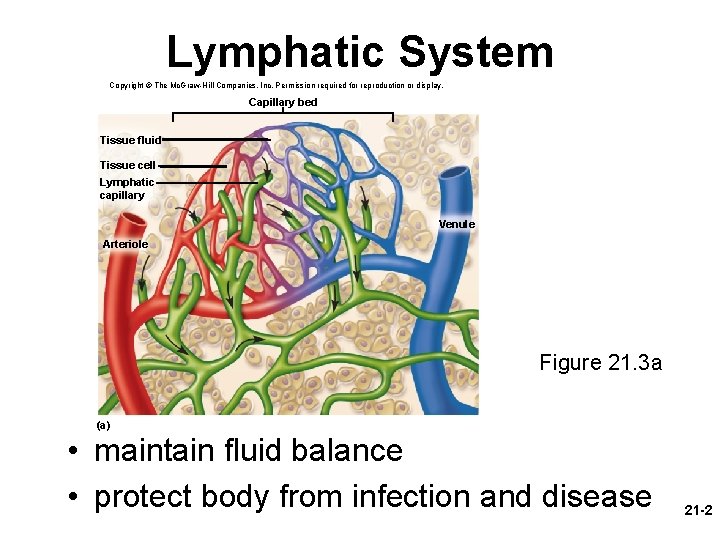 Lymphatic System Copyright © The Mc. Graw-Hill Companies, Inc. Permission required for reproduction or