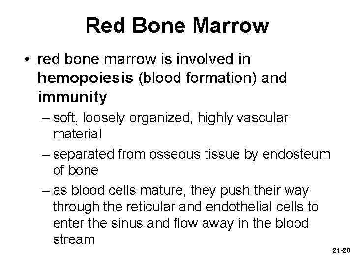 Red Bone Marrow • red bone marrow is involved in hemopoiesis (blood formation) and