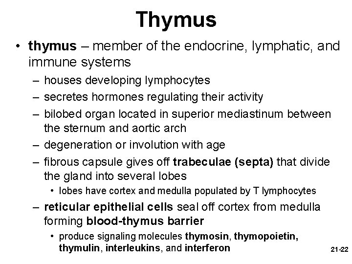 Thymus • thymus – member of the endocrine, lymphatic, and immune systems – houses
