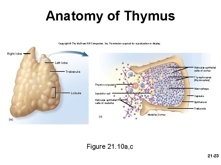 Anatomy of Thymus Copyright © The Mc. Graw-Hill Companies, Inc. Permission required for reproduction