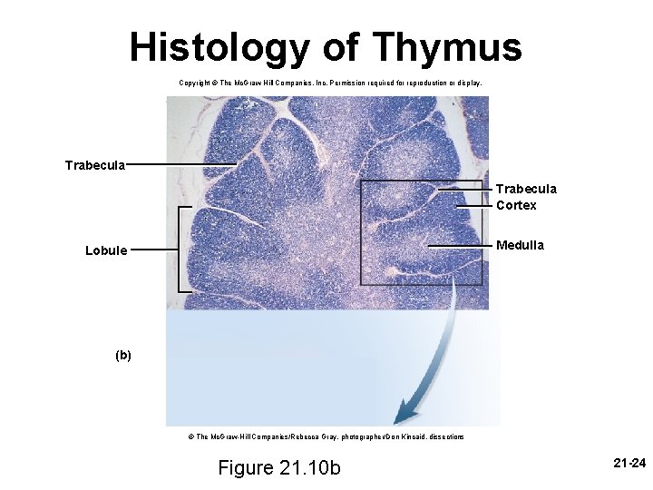 Histology of Thymus Copyright © The Mc. Graw-Hill Companies, Inc. Permission required for reproduction