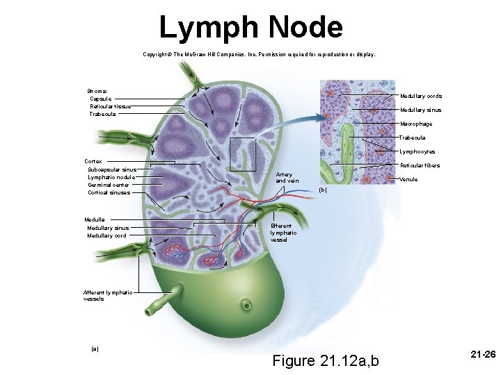 Lymph Node Copyright © The Mc. Graw-Hill Companies, Inc. Permission required for reproduction or