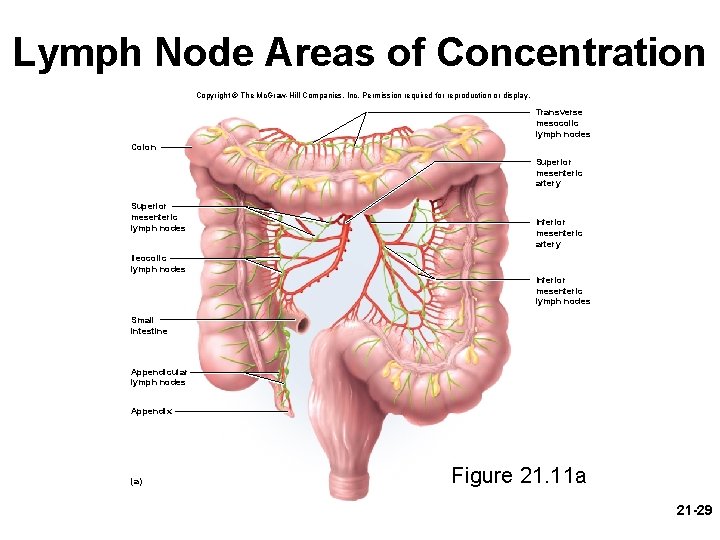 Lymph Node Areas of Concentration Copyright © The Mc. Graw-Hill Companies, Inc. Permission required