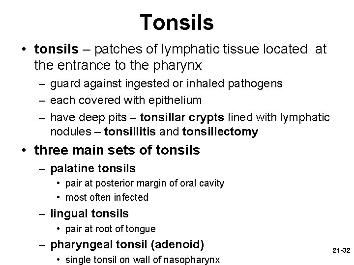 Tonsils • tonsils – patches of lymphatic tissue located at the entrance to the