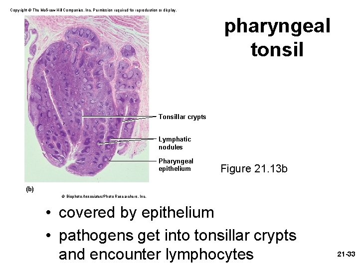 Copyright © The Mc. Graw-Hill Companies, Inc. Permission required for reproduction or display. pharyngeal