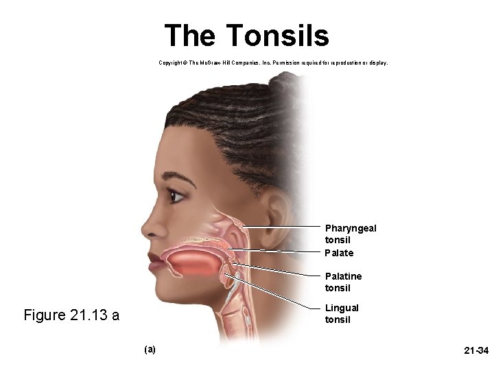 The Tonsils Copyright © The Mc. Graw-Hill Companies, Inc. Permission required for reproduction or
