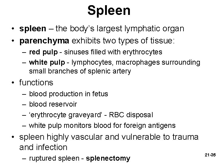 Spleen • spleen – the body’s largest lymphatic organ • parenchyma exhibits two types