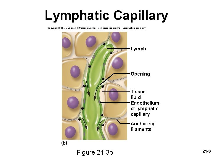 Lymphatic Capillary Copyright © The Mc. Graw-Hill Companies, Inc. Permission required for reproduction or