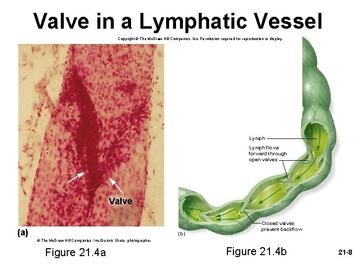 Valve in a Lymphatic Vessel Copyright © The Mc. Graw-Hill Companies, Inc. Permission required