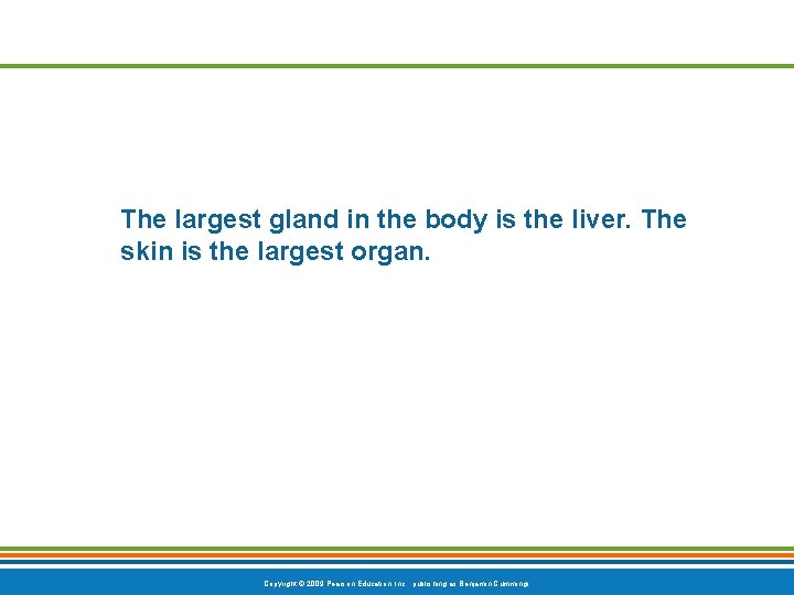 The largest gland in the body is the liver. The skin is the largest