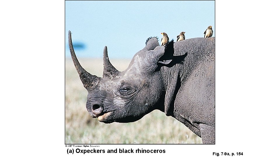 (a) Oxpeckers and black rhinoceros Fig. 7 -9 a, p. 154 