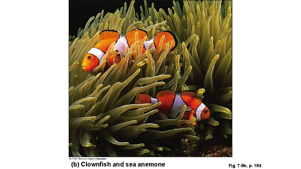 (b) Clownfish and sea anemone Fig. 7 -9 b, p. 154 