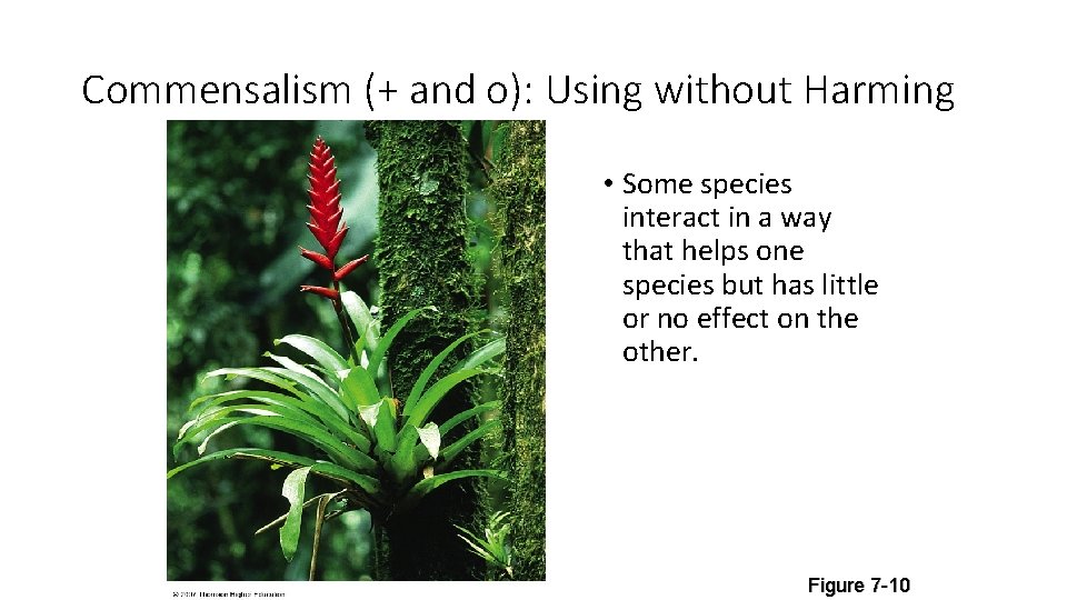 Commensalism (+ and o): Using without Harming • Some species interact in a way