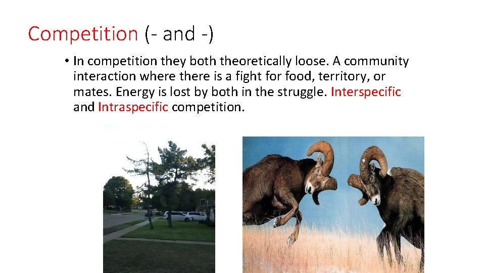 Competition (- and -) • In competition they both theoretically loose. A community interaction