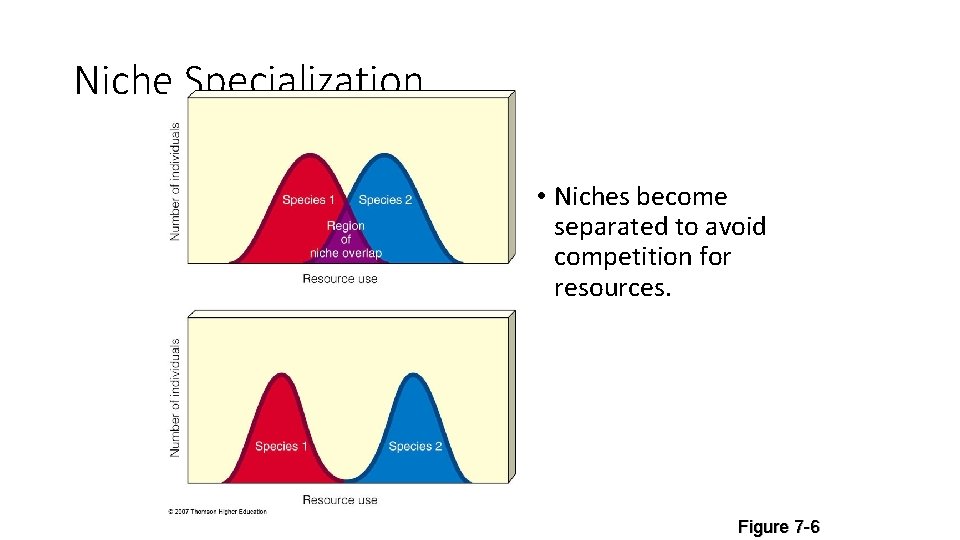 Niche Specialization • Niches become separated to avoid competition for resources. Figure 7 -6