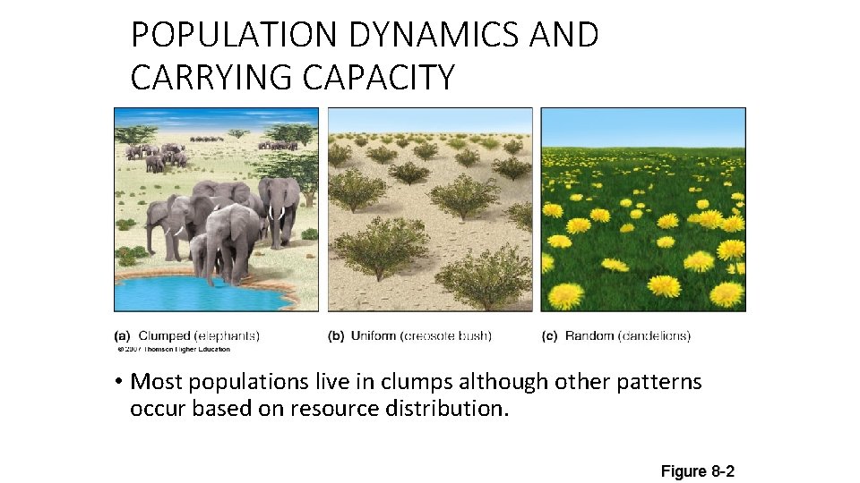 POPULATION DYNAMICS AND CARRYING CAPACITY • Most populations live in clumps although other patterns