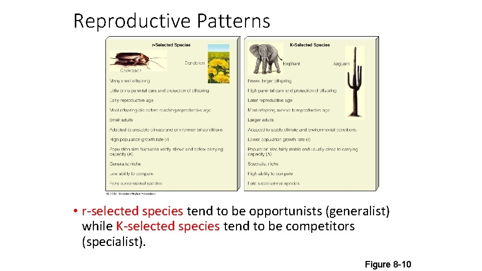 Reproductive Patterns • r-selected species tend to be opportunists (generalist) while K-selected species tend