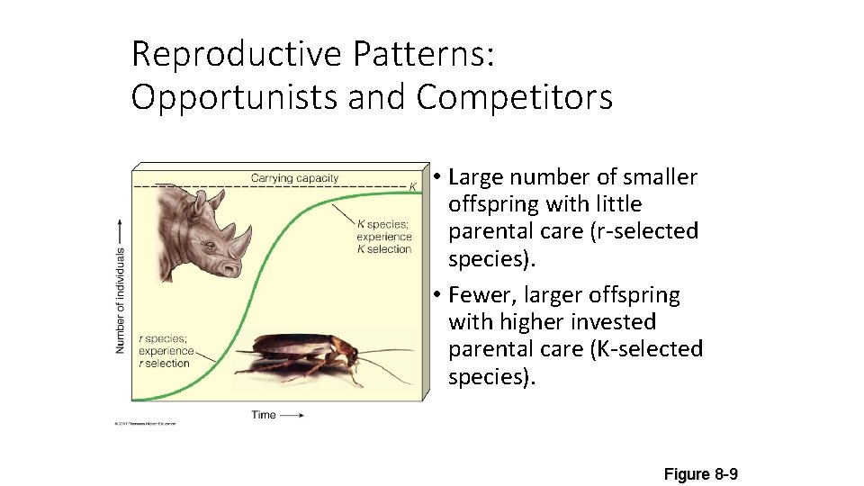 Reproductive Patterns: Opportunists and Competitors • Large number of smaller offspring with little parental