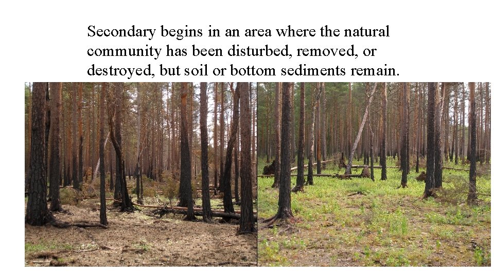 Secondary begins in an area where the natural community has been disturbed, removed, or