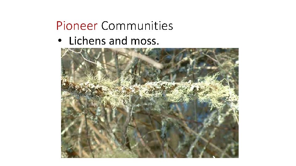 Pioneer Communities • Lichens and moss. 