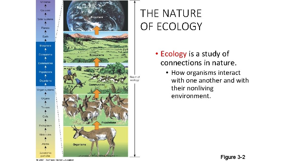 THE NATURE OF ECOLOGY • Ecology is a study of connections in nature. •