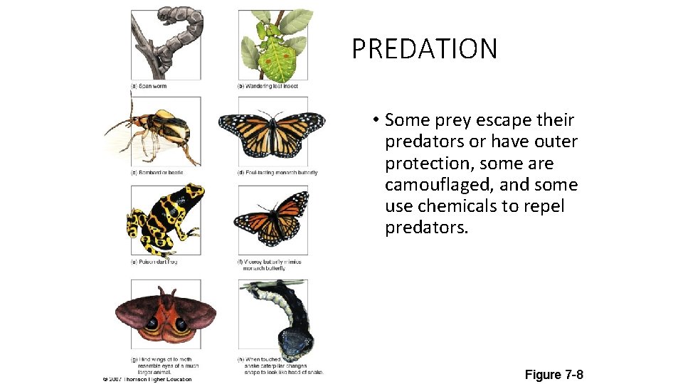PREDATION • Some prey escape their predators or have outer protection, some are camouflaged,