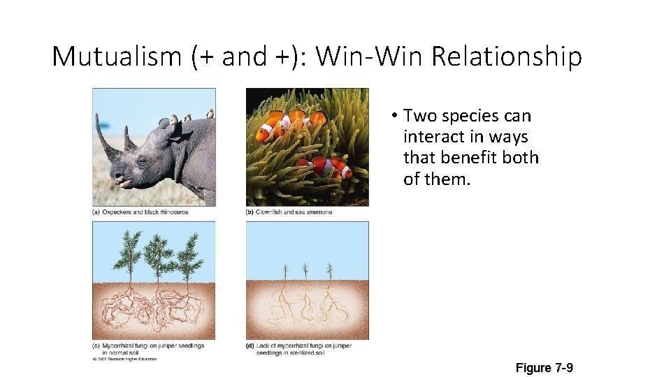 Mutualism (+ and +): Win-Win Relationship • Two species can interact in ways that
