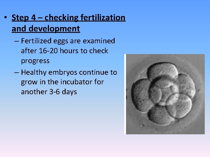  • Step 4 – checking fertilization and development – Fertilized eggs are examined