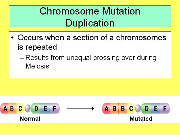 Chromosome Mutation Duplication • Occurs when a section of a chromosomes is repeated –