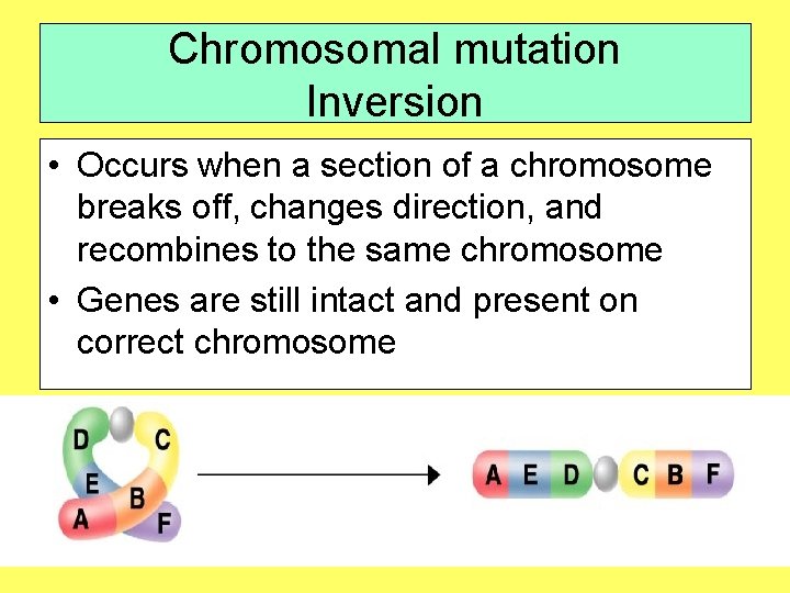 Chromosomal mutation Inversion • Occurs when a section of a chromosome breaks off, changes