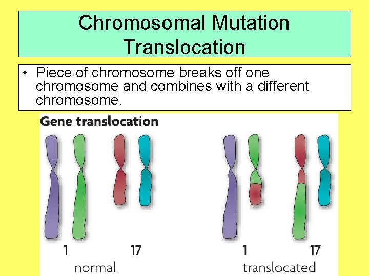 Chromosomal Mutation Translocation • Piece of chromosome breaks off one chromosome and combines with