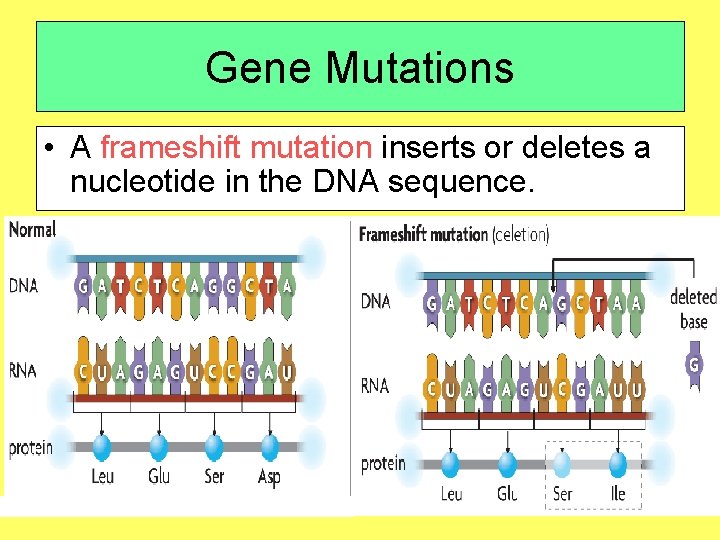 Gene Mutations • A frameshift mutation inserts or deletes a nucleotide in the DNA