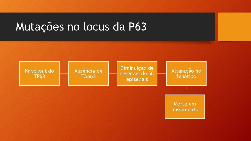 Mutações no locus da P 63 Knockout do TP 63 Ausência de TAp 63