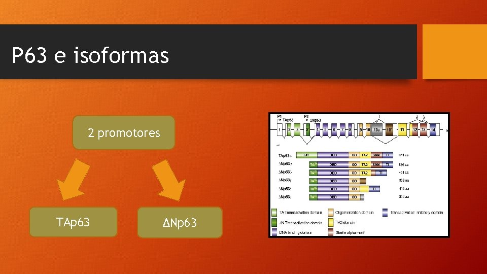 P 63 e isoformas 2 promotores TAp 63 ΔNp 63 