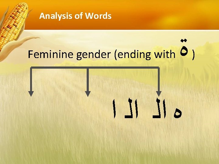 Analysis of Words Feminine gender (ending with ﺓ ﻩ ﺍﻟ ﺍﻟ ﺍ ) 