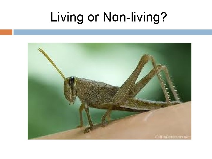 Living or Non-living? 