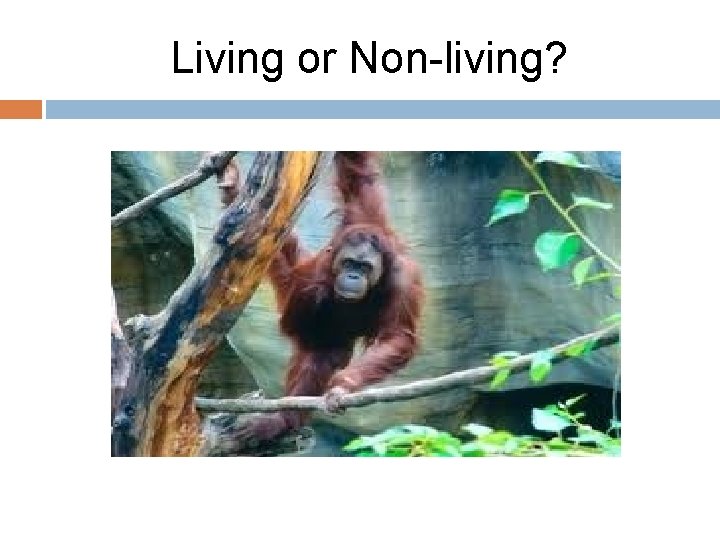 Living or Non-living? 