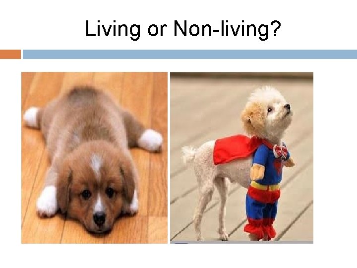 Living or Non-living? 