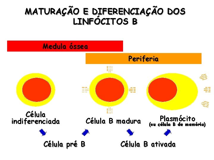 MATURAÇÃO E DIFERENCIAÇÃO DOS LINFÓCITOS B Medula óssea Periferia Célula indiferenciada Célula pré B