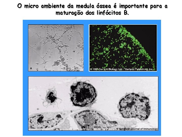 O micro ambiente da medula óssea é importante para a maturação dos linfócitos B.