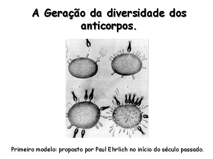 A Geração da diversidade dos anticorpos. Primeiro modelo: proposto por Paul Ehrlich no início