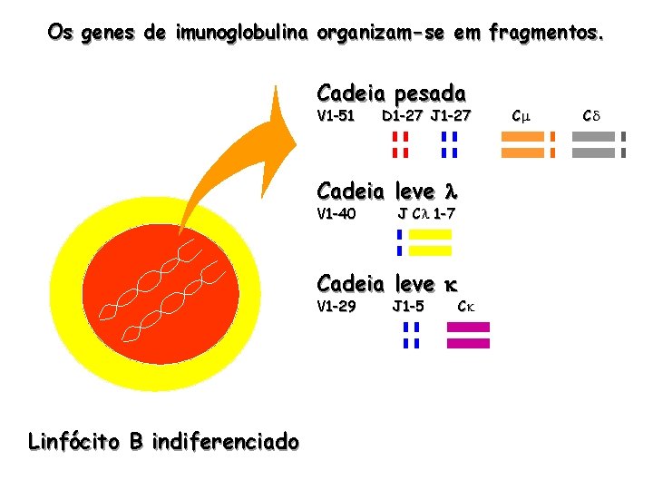 Os genes de imunoglobulina organizam-se em fragmentos. Cadeia pesada V 1 -51 D 1