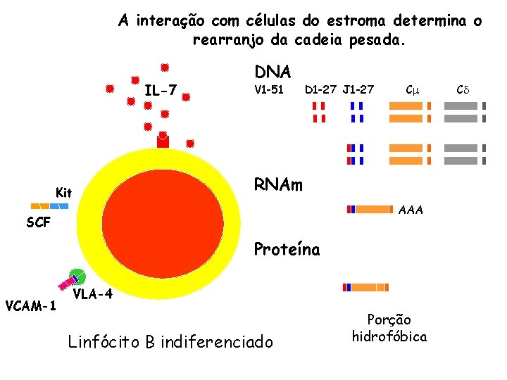 A interação com células do estroma determina o rearranjo da cadeia pesada. IL-7 Kit