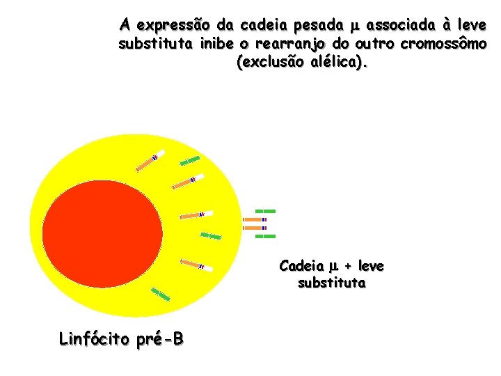 A expressão da cadeia pesada m associada à leve substituta inibe o rearranjo do