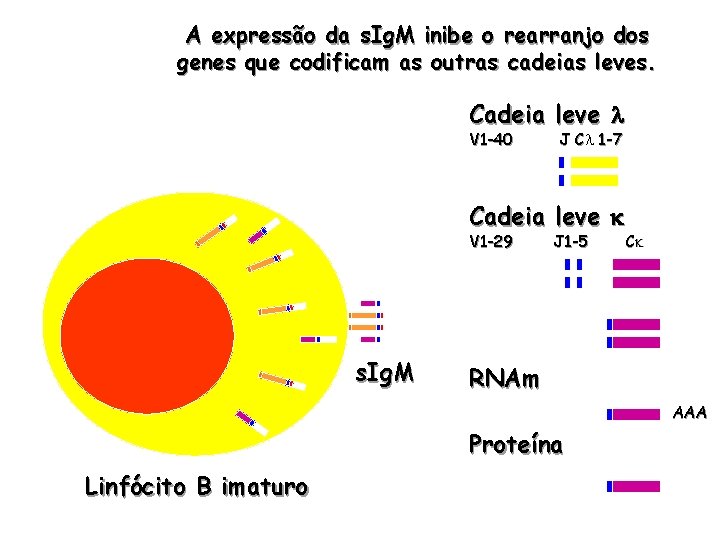 A expressão da s. Ig. M inibe o rearranjo dos genes que codificam as
