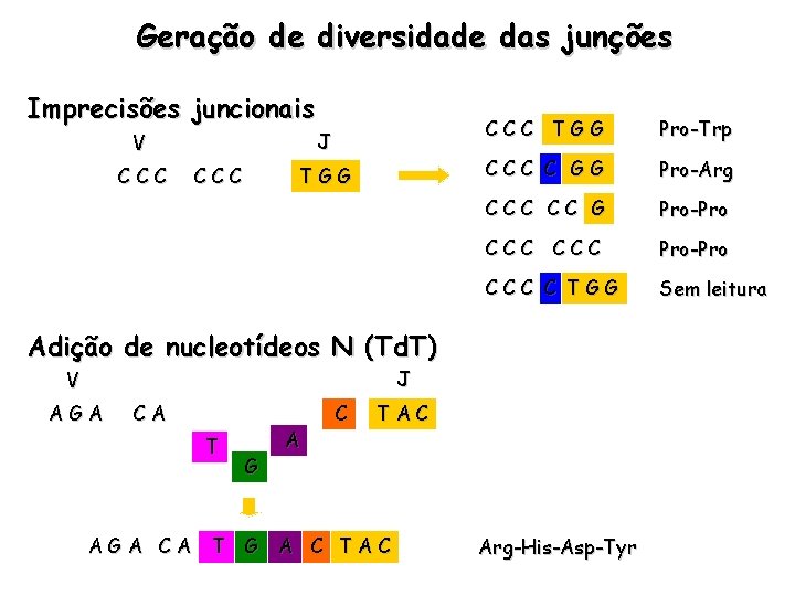 Geração de diversidade das junções Imprecisões juncionais J V CCC TGG Pro-Trp CCC C